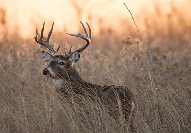Step Outside - How to land the Deer