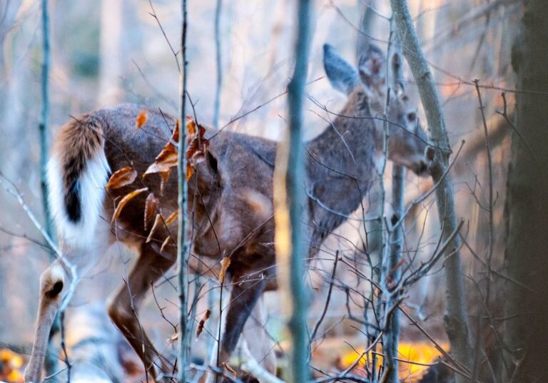Whitetail in cover